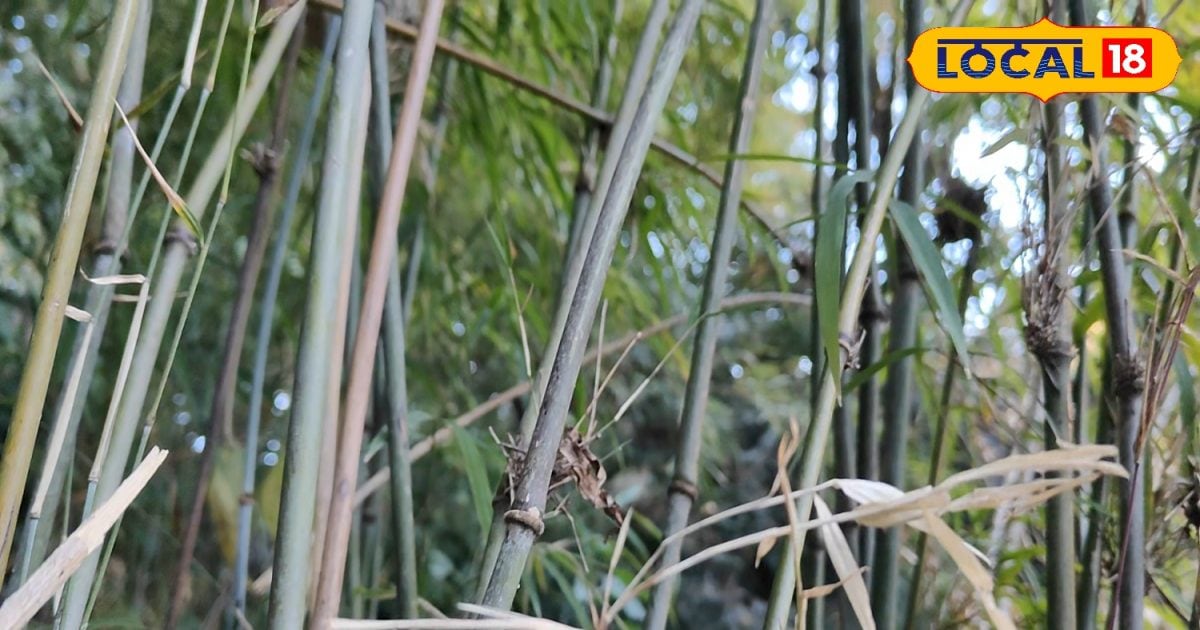 Ringal Insect बड़े कमाल का 'रिंगाल', कभी इस बांस से बनते थे बर्तन, हथियार और ज्वेलरी ...