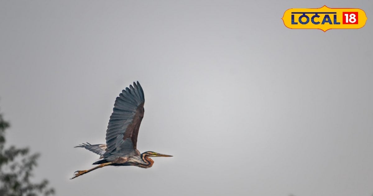 This bird sanctuary of Bihar has become a destination for attractive ...