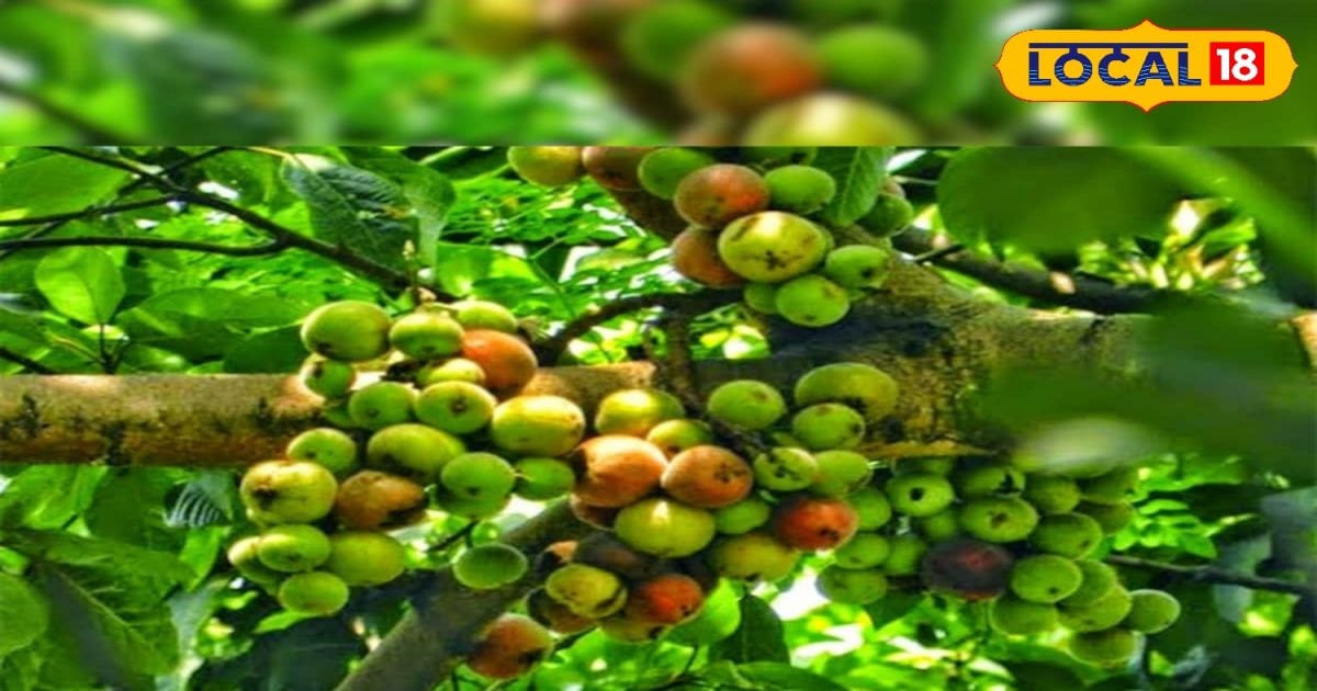 Gular or timla fruit benefits it can cure many diseases - News18 हिंदी