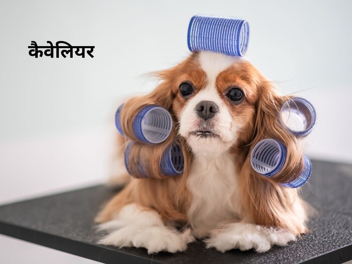 डॉग पेट रखने का कर रहें है विचार, तो यह ब्रीड रहेगी बेस्ट 1 canva