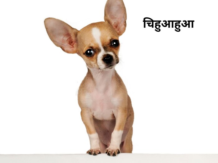 डॉग पेट रखने का कर रहें है विचार, तो यह ब्रीड रहेगी बेस्ट 4 Canva