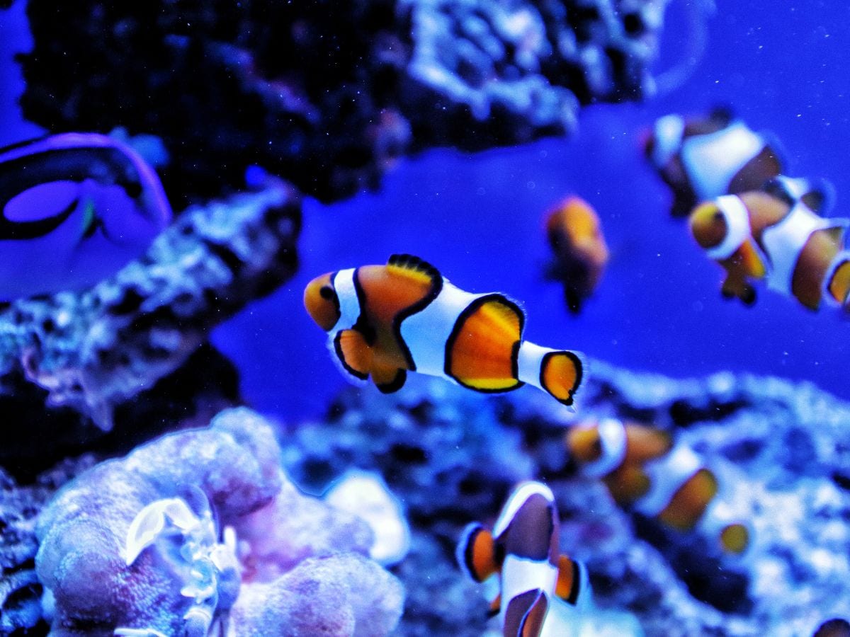Can clownfish count, OMG, Amazing News, Shocking News, How clownfish can count