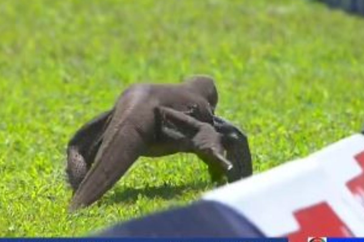 VIDEO: ना सांप.. ना डॉग.. इस बार अनोखे जानवर ने ग्राउंड में मारी एंट्री