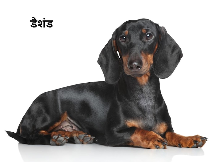 डॉग पेट रखने का कर रहें है विचार, तो यह ब्रीड रहेगी बेस्ट 5 Canva