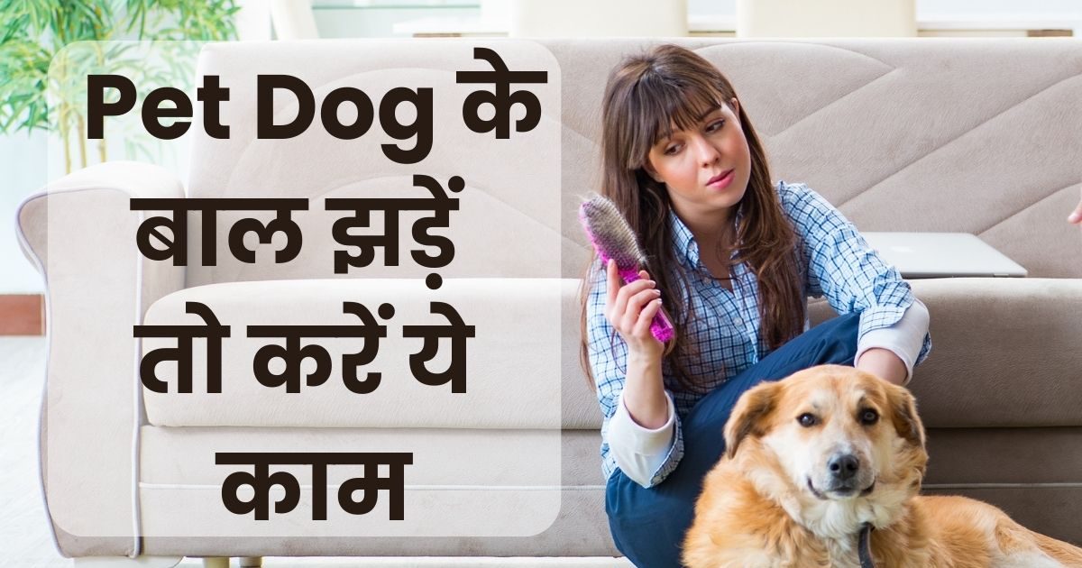 Dogs hair fall 2025 treatment in hindi