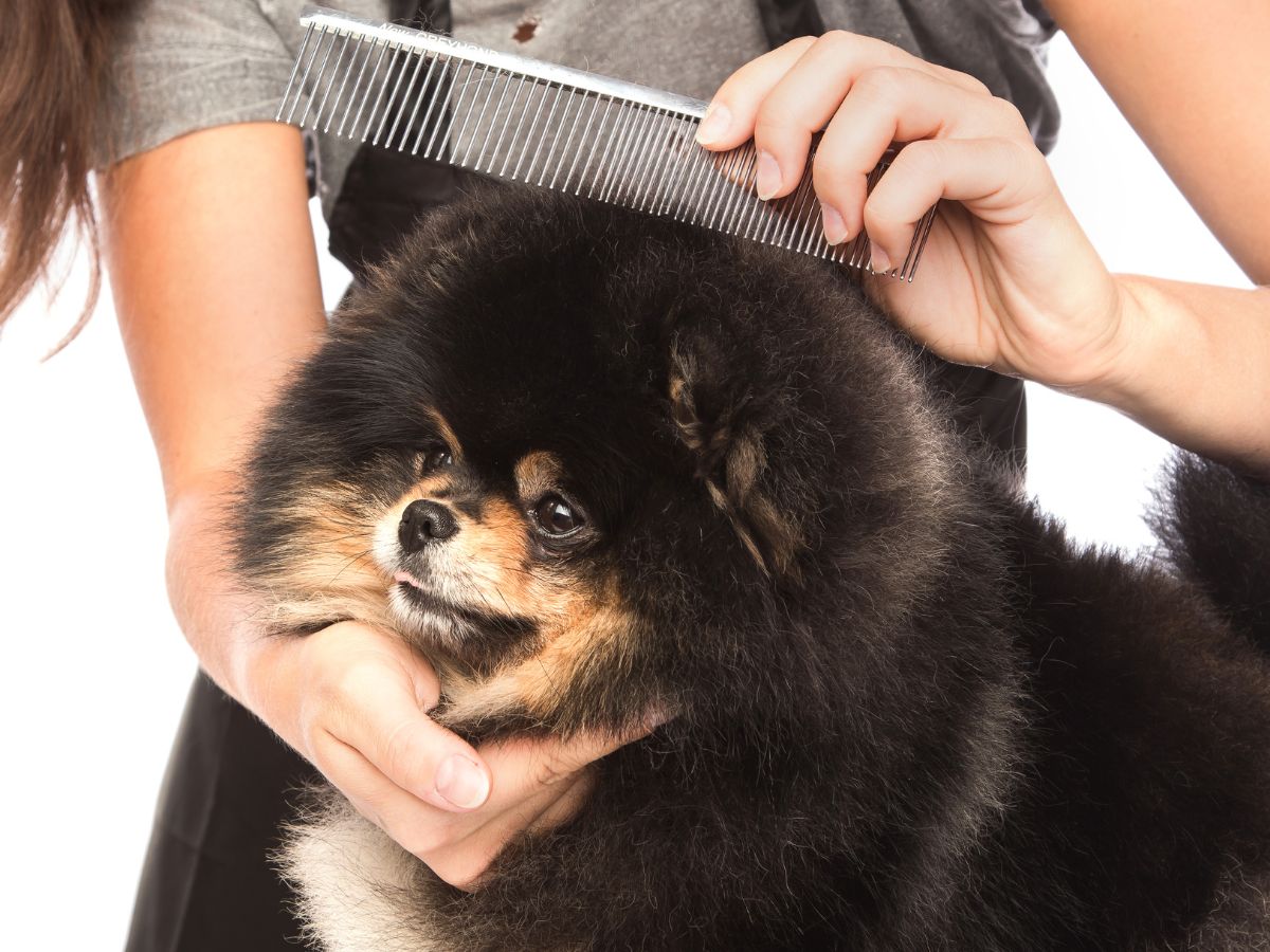 Dogs hair fall 2024 treatment in hindi