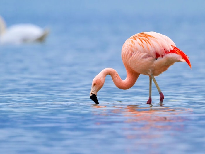 एक पैर पर खड़े रहते हैं फ्लेमिंगो, रंग की वजह भी है अजीब, कहीं आप तो