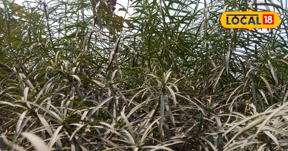 कमाल का है यह पौधा, छाल से लेकर पत्ते तक हैं गुणकारी...कई बीमारियों में