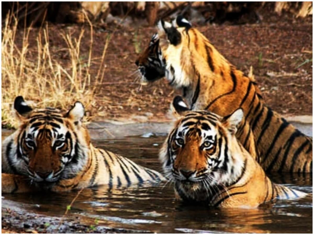 Why do tigresses kill their cubs, why do tigers attack each other, Tigresses kill Cubs, Tigers attack Tiger, Madhya Pradesh, Yavatmal, Maharashtra, Kanha tiger reserve, Wildlife, Forest, Wild Animals, Tiger Reserves, Tiger Population in India, बाघिन अपने शावकों को क्‍यों मार देती है, बाघ एकदूसरे से क्‍यों लड़ पड़ते हैं, बाघिन बाघ पर हमला क्‍यों कर देती है, भारत में कितने बाघ हैं, कान्‍हा टाइगर रिजर्व, यवतमाल टाइगर रिजर्व, जिम कॉर्बेट नेशनल पार्क