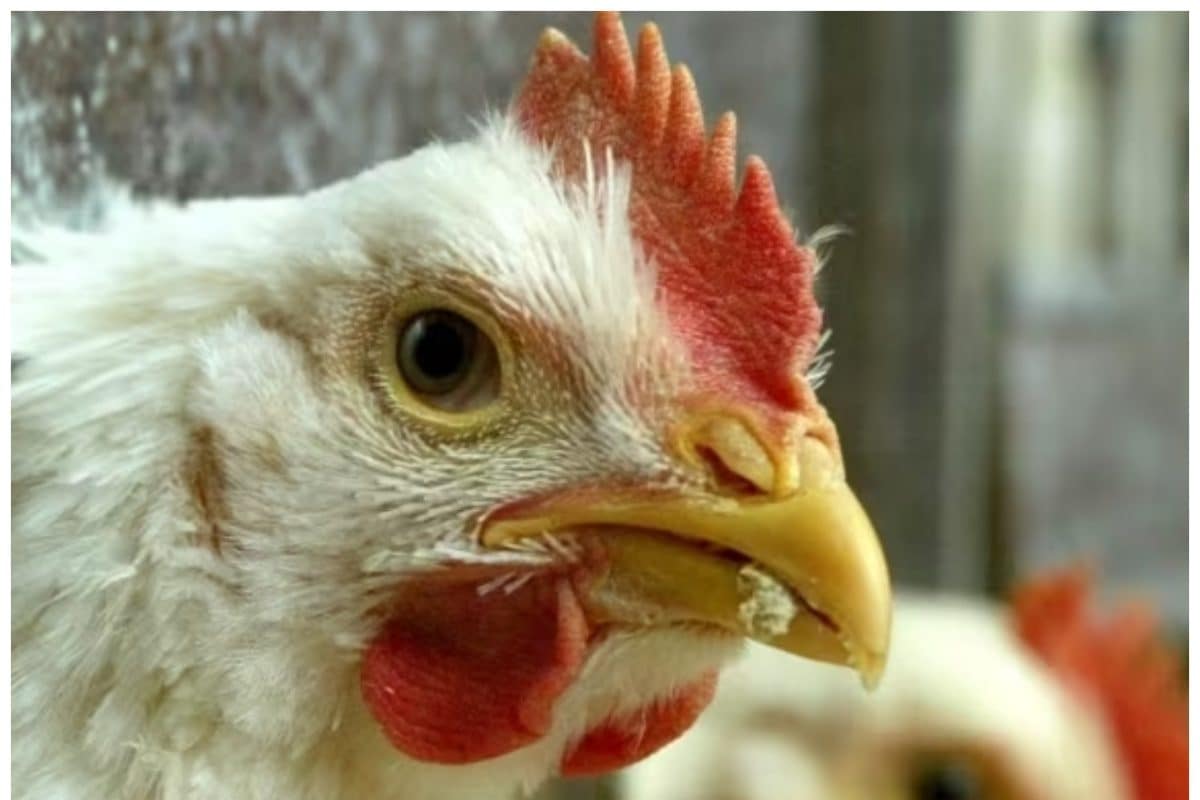 1,33,000 किलो चिकन चुरा ले गए चोर, छककर की पार्टी, खरीदा टीवी-फ्रिज और एसी