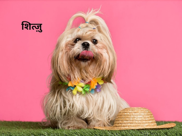 डॉग पेट रखने का कर रहें है विचार, तो यह ब्रीड रहेगी बेस्ट 3 Canva