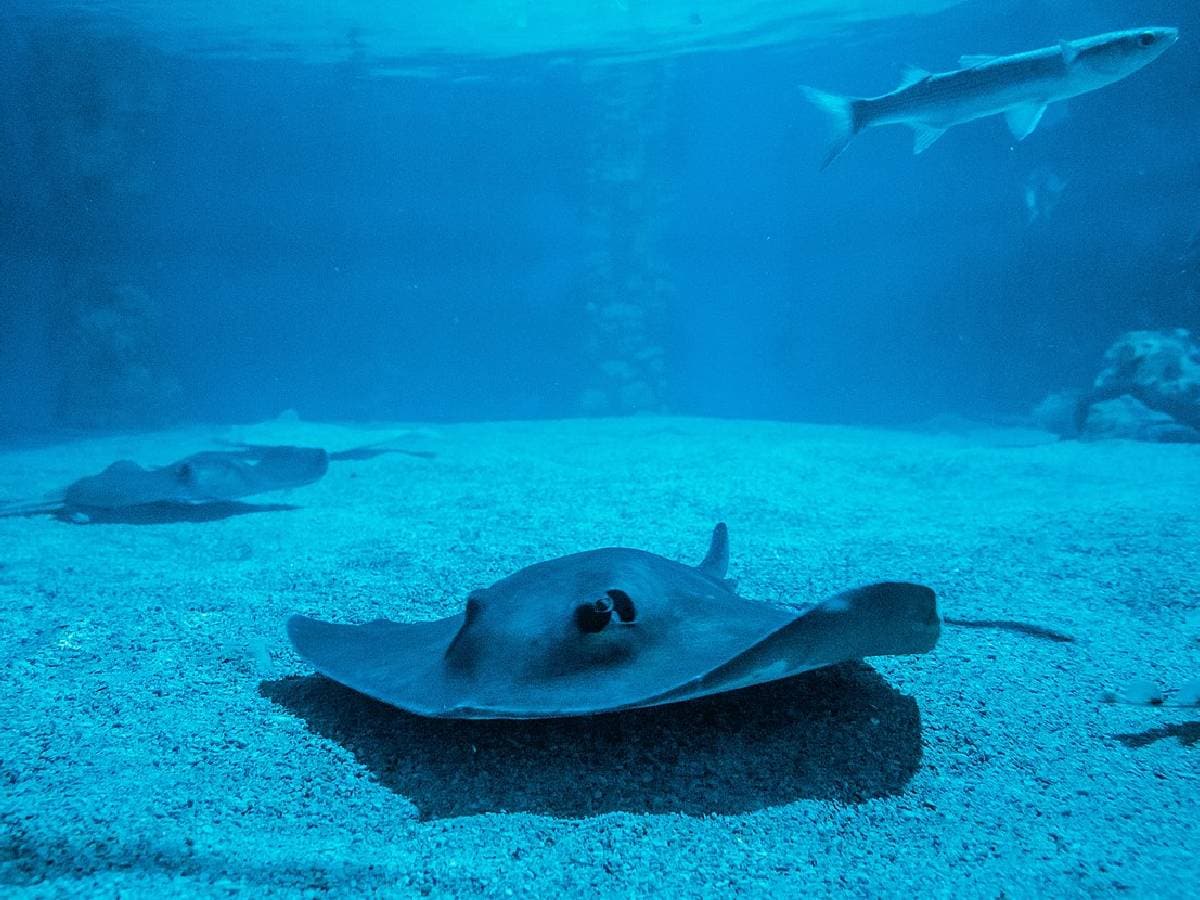 Strange pregnancy case, Stringray pregnant with contact with other, OMG, Amazing News, Shocking News, stingray, Stingray pregnancy,
