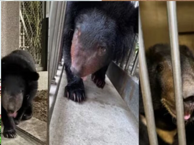 वनतारा की सक्सेस स्टोरीज: जब एशियन काले भालू के कुपोषण का हुआ था इलाज