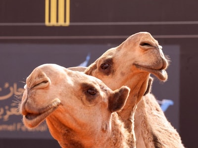 जज साहब.. हमारे ऊंट नहीं मिल रहे' शख्स ने लगाई गुहार, कोर्ट ने पुलिस से कहा  ढूंढकर दो-strange Petition filled in high court police captured 22 camel  but not returning Bizarre news –