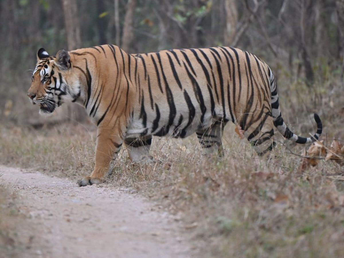 MP News, Pench Tiger Reserve new tiger, every tigress wants love affair with this tiger, Pench Tiger Reserve Love Story, 100km दूर आकर बाघ ने यहां बनाई टेरिटरी, हर बाघिन चलाना चाहती है इससे अफेयर, Photos देख फिदा हो जाएंगे आप, Today MP News, MP News in Hindi, एमपी समाचार, एमपी न्यूज़, आज का एमपी समाचार, आज की एमपी न्यूज़, MP Latest News, Pench Tiger Reserve, Pench Tiger Reserve kaha hai, Pench Tiger Reserve update, Pench Tiger Reserve news, Pench Tiger Reserve bookings, Pench Tiger Reserve distance, Pench Tiger Reserve ticket fare, Pench Tiger Reserve safari, Pench Tiger Reserve Photos, Pench Tiger Reserve kese jaye, Pench Tiger Reserve contact no,