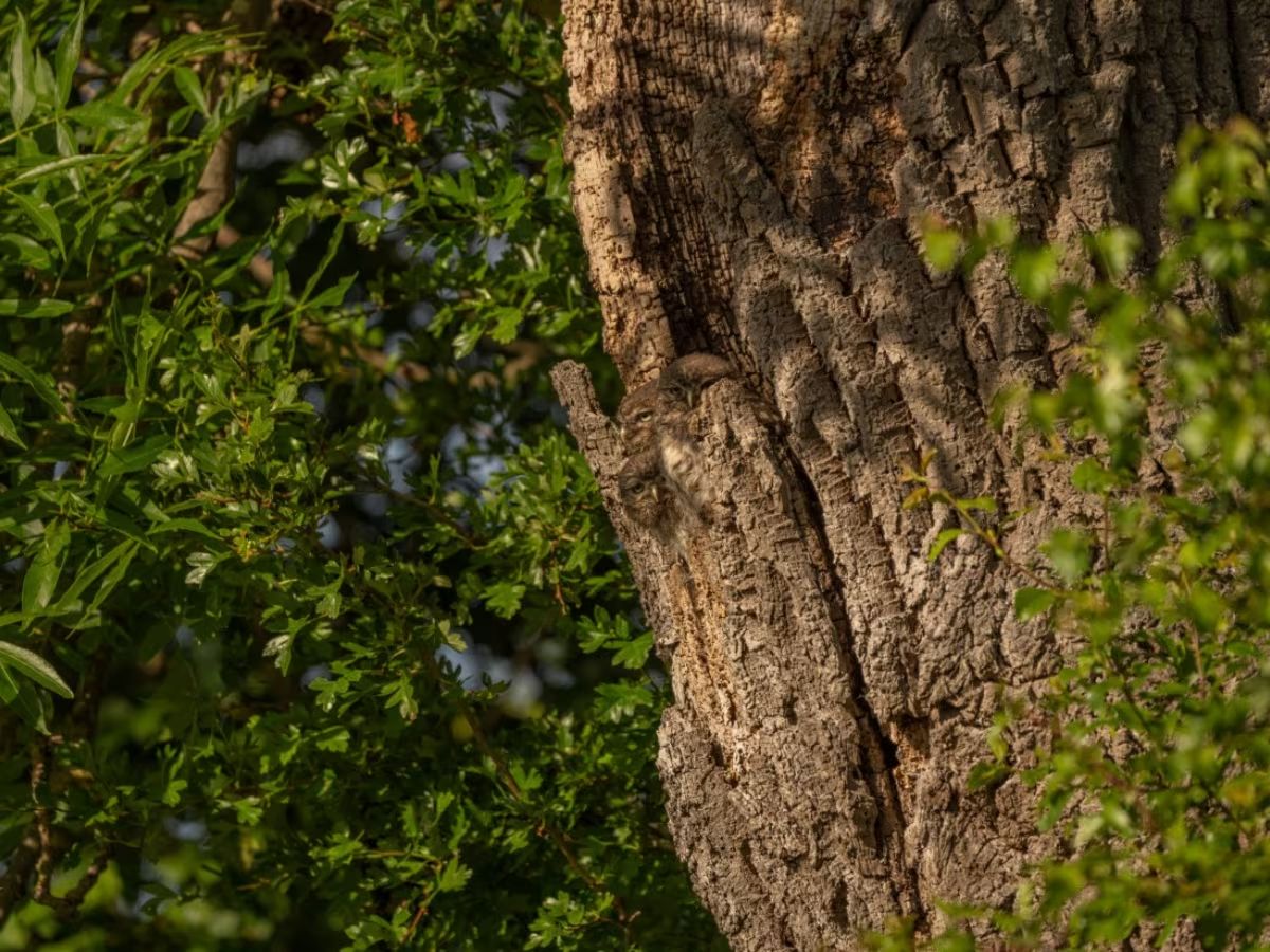 can you find, can you find owl, owl puzzle, mind game, puzzle