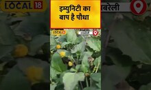 Health Tips:  इम्युनिटी का बाप है पौधा, नाम की तरह फायदे भी सबसे अलग | #local18