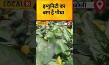 Health Tips:  इम्युनिटी का बाप है पौधा, नाम की तरह फायदे भी सबसे अलग | #local18