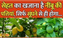 Benefits Of Lemon Leaves: नींबू के पत्ते सूंघते ही पथरी होगी खत्म! जानें इसके 5 फायदे | #local18