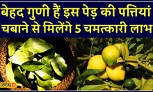 Benefits of Lemon Leaves: सिरदर्द का रामबाण इलाज है नींबू की पत्ती | Health Tips  | #local18