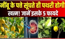 Benefits Of Lemon Leaves: नींबू के पत्ते सूंघते ही पथरी होगी खत्म! जानें इसके 5 फायदे | #local18