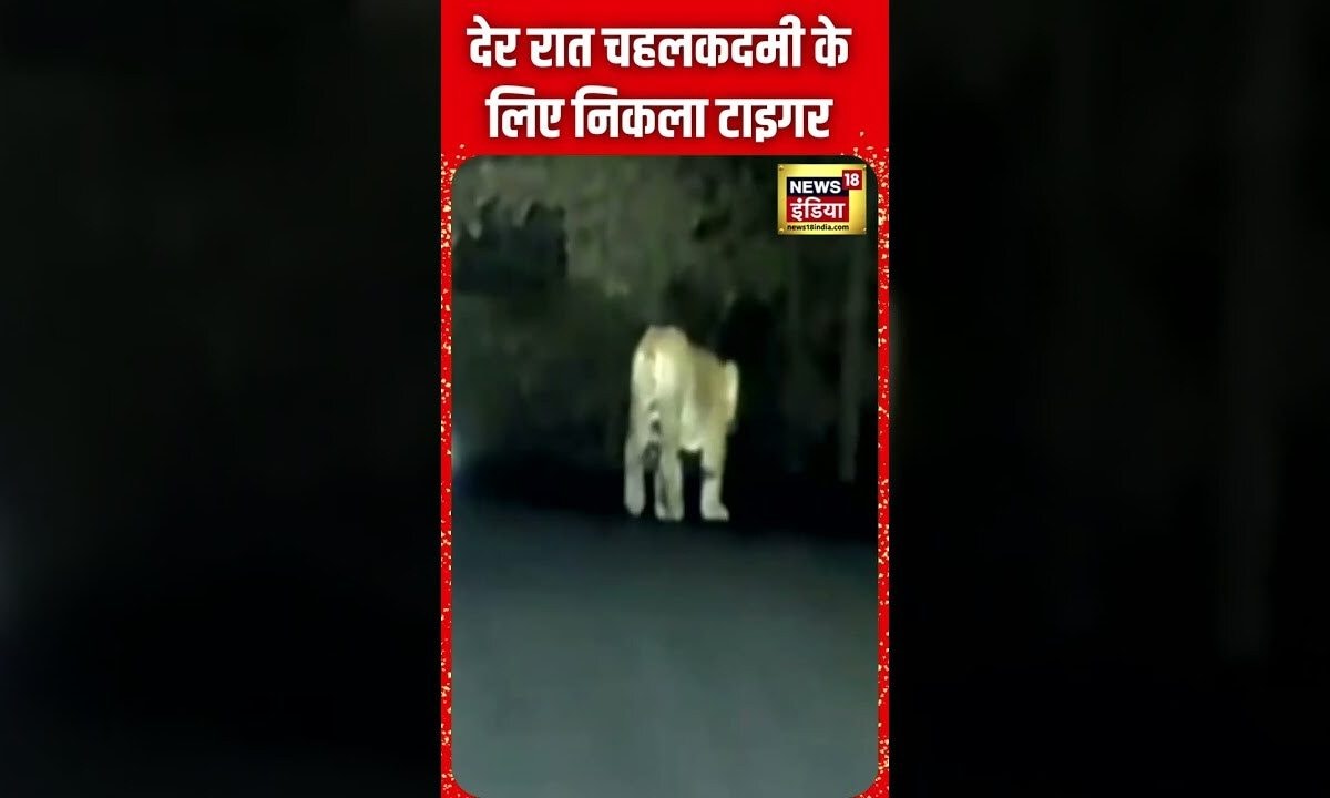 MP के Khandwa में देर रात सड़क पर चहलकदमी करता दिखा Tiger | Wild Animals | Forest | N18S