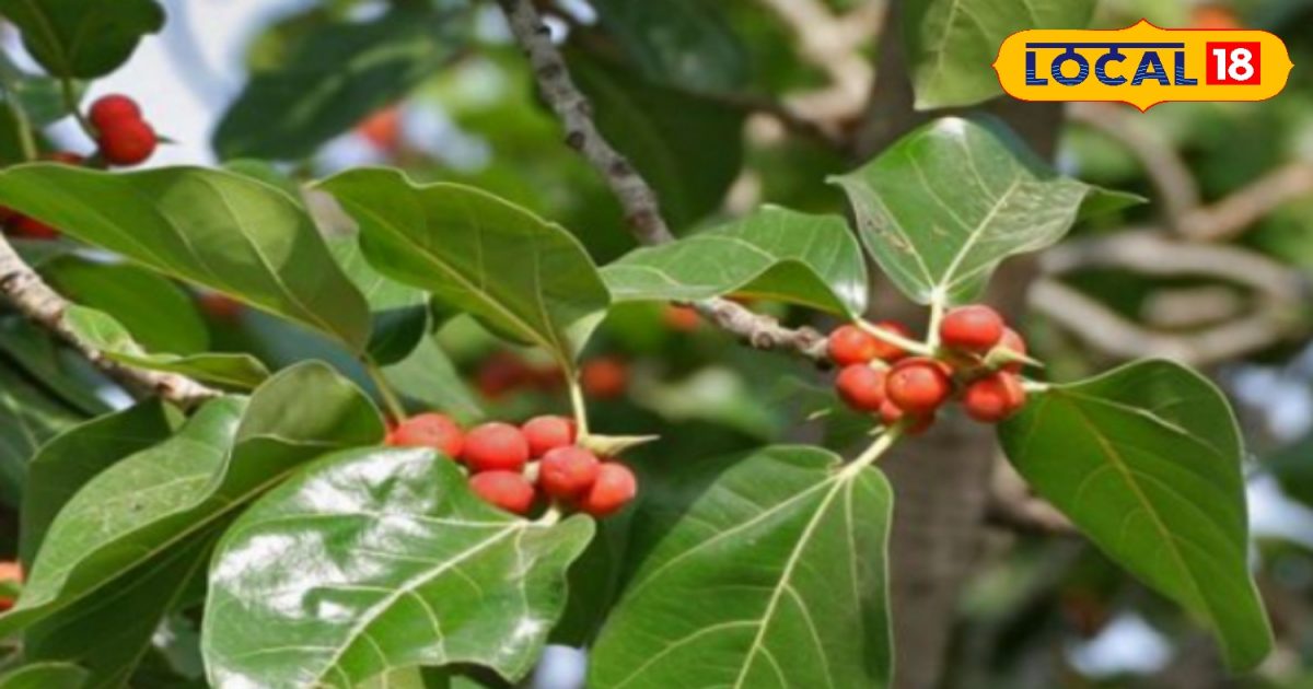 7 amazing health benefits of banyan tree from heel wound to skin disease