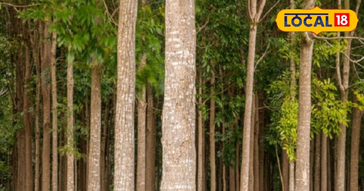 plant-120-saplings-of-this-tree-in-the-fields-you-will-become-a ...