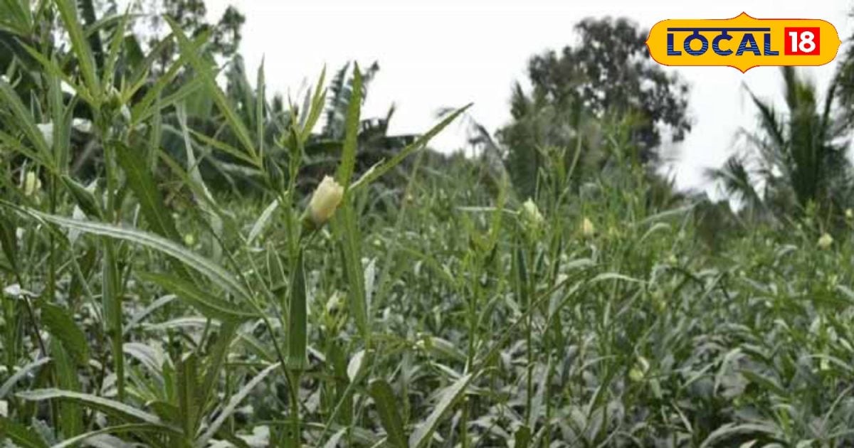 Cultivate ladyfinger in summer season, you will rich, one acre