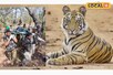 बांधवगढ़ में बाघों की ये जोड़ी हमेशा रहती है एकसाथ,अब नौरादेही को करेंगे आबाद