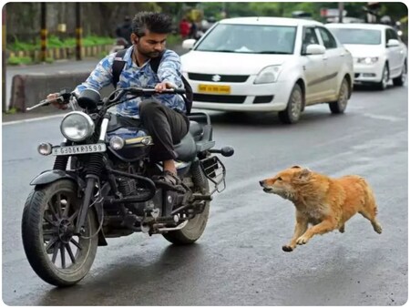 क्‍या कहता है विज्ञान, कार और बाइक के पीछे क्‍यों दौड़ते हैं कुत्‍ते - why  do dogs chase car and bikes what does science says enemy of stray dogs  interesting facts –