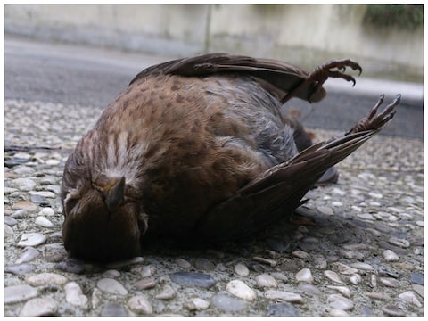पक्षियों की कथित आत्महत्या का ये सिलसिला साल 1910 से ही चला आ रहा है- सांकेतिक फोटो (pixabay)