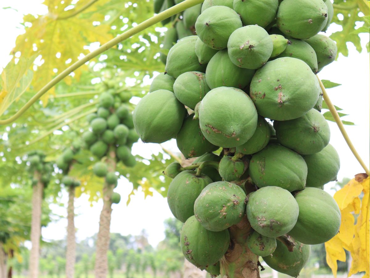 पीरियड्स में असहनीय दर्द ने कर दिया परेशान, इस कच्चेसस्ते फल को डाइट