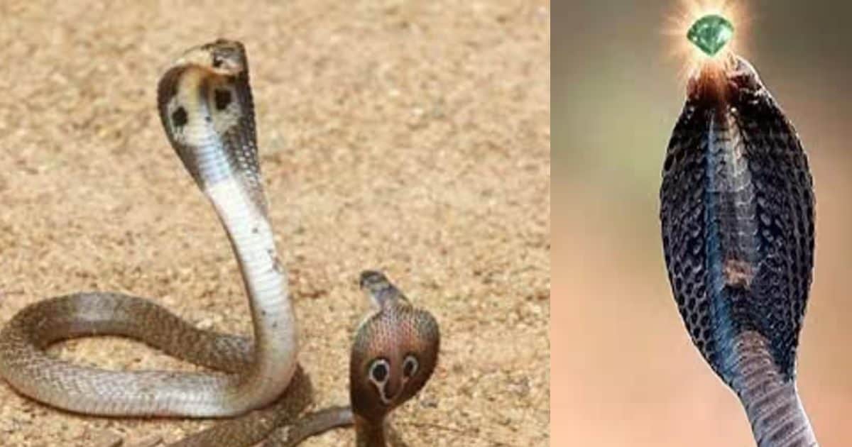 क्या सांप के पास वाकई 'नागमणि' होती है? क्या कहता है विज्ञान - do ...