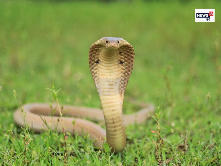 Khatarnak saanp , Poisonous Snake , dhaman saanp , dhamin saanp kya khatarnak hota hai , 