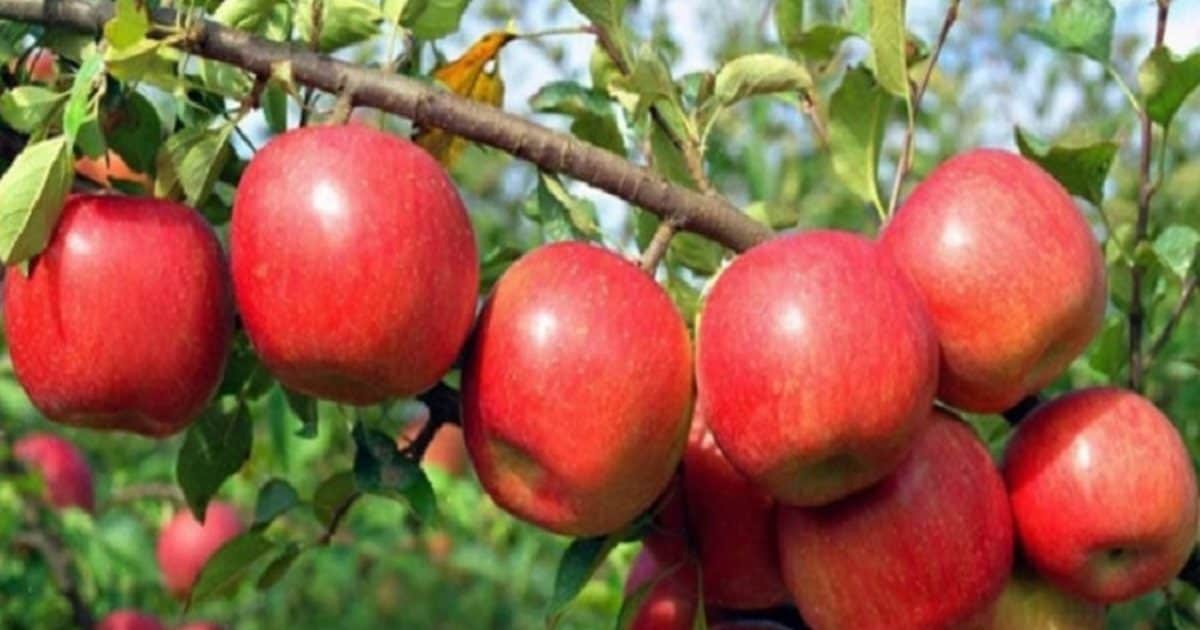 You will get subsidy up to 50 percent, do apple farming, there is no calculation of earning…