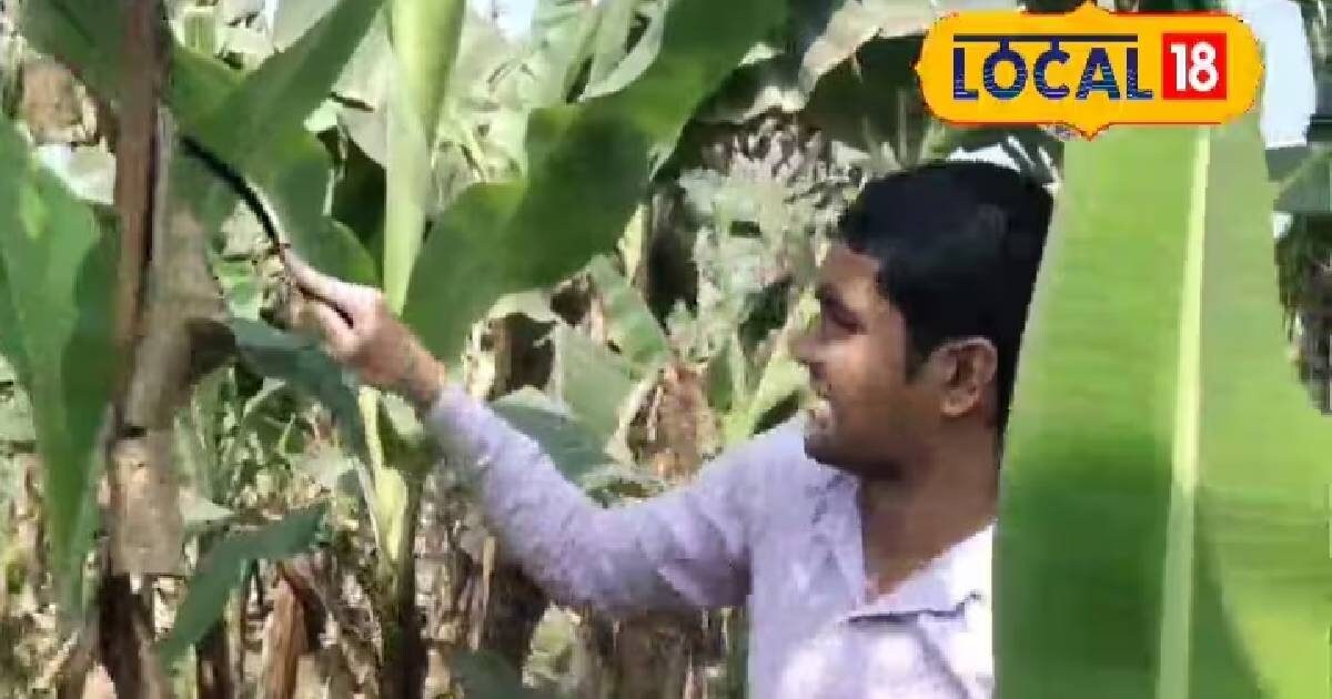 This student from Bihar started banana farming by taking idea from ...