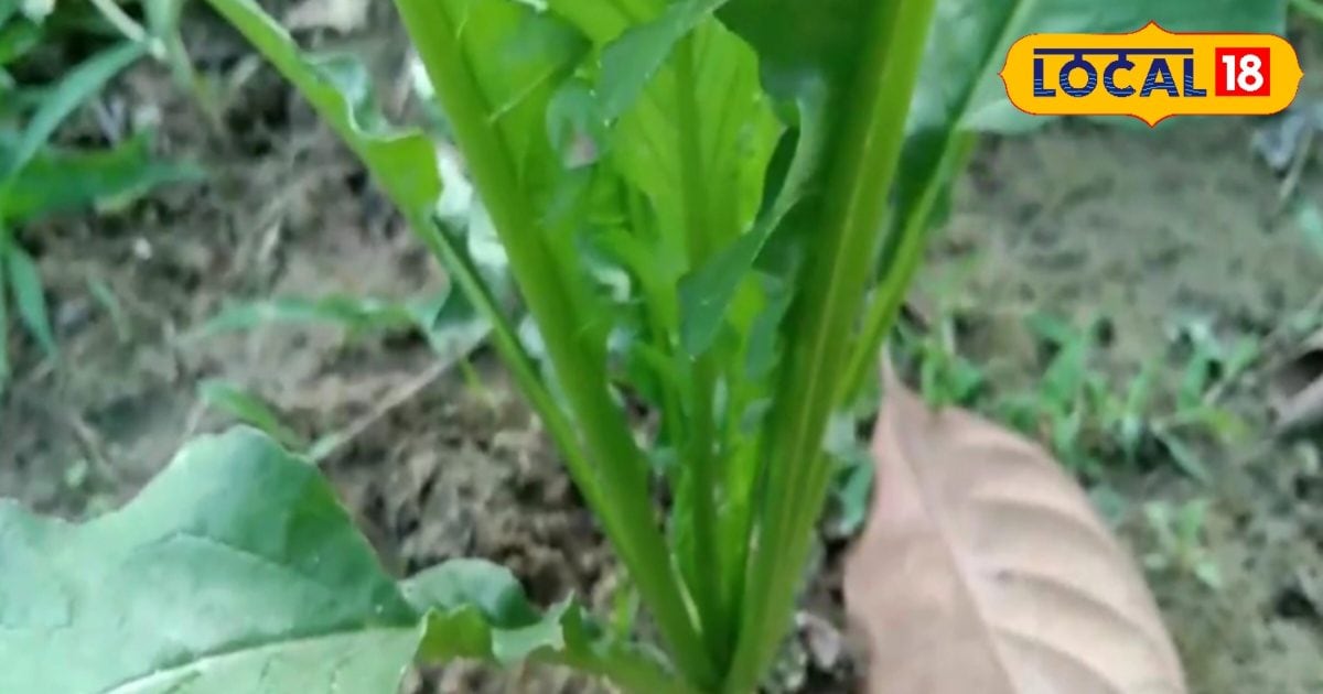 Benefits of radish leaves, eating it cleans the stomach, many diseases including piles, anemia