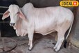 ये हैं भारत की सबसे ज्यादा दूध देने वाली गायें, इनके दूध को बेचकर किसान हो रहे हैं मालामाल!