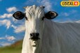 किसानों के लिए सोना है ये गाय, 40 करोड़ है कीमत, भारत के इस राज्य से है खास कनेक्शन