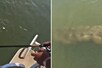 VIDEO: मछली पकड़ने के लिए शख्स ने पानी में डाला कांटा, अचानक नजर आई ऐसी चीज...