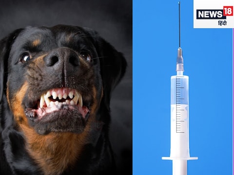 कुत्‍ता काट ले तो फ्री वैक्‍सीन के लिए कहां जाएं? पढ़ें खबर में.. 