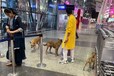 एमपी के इस इंटरनेशनल एयरपोर्ट पर कुत्तों का आतंक, जैसे-तैसे खुद को बचा रहे यात्री, देखें Photos