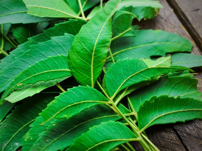 मच्छरों से पानी है निजात, तो आज ही करें यह उपाय 6 Canva