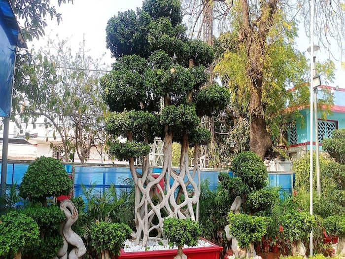 नई दिल्ली स्टेशन पर लगा 25 लाख का पेड़, देखें फोटो 4 NW18