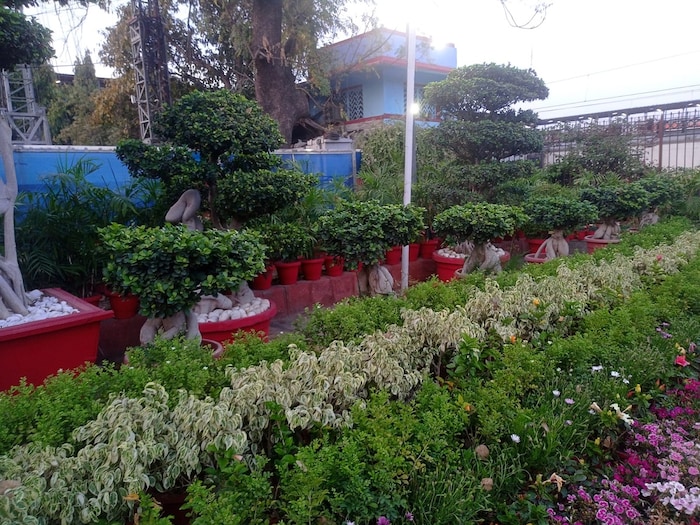 नई दिल्ली स्टेशन पर लगा 25 लाख का पेड़, देखें फोटो 3 NW18