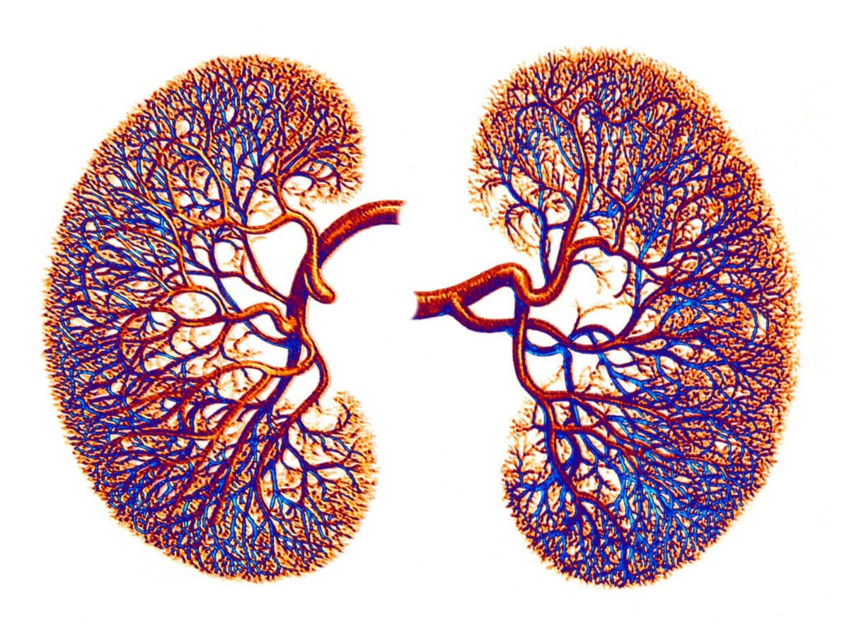 kidneys