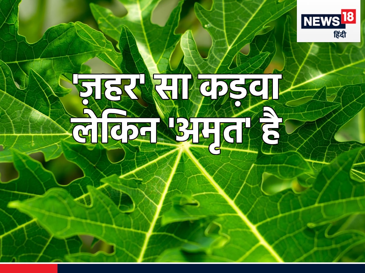 Papaya leaves benefits in hindi hotsell