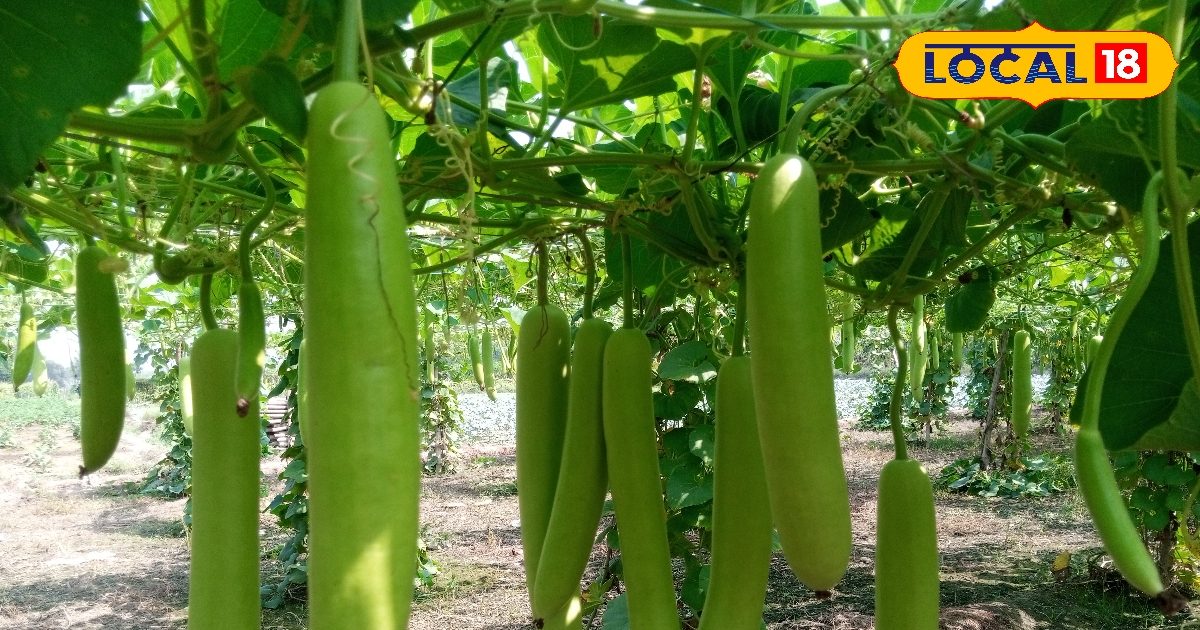 This farmer is cultivating vegetables using IPM method, getting good ...