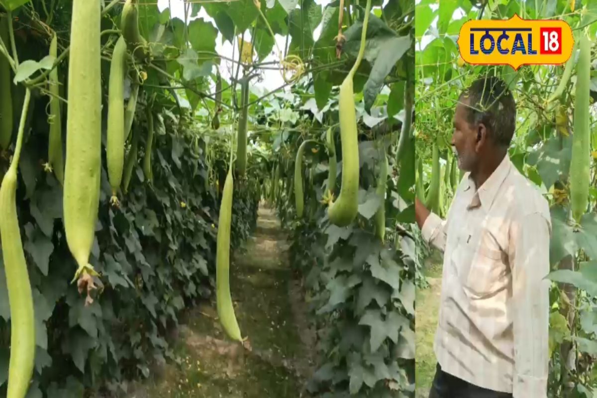 इस 'दमादुआ सब्जी' की खेती से बन जाएंगे लखपति, 80 हजार लागत में 4 गुना मुनाफा